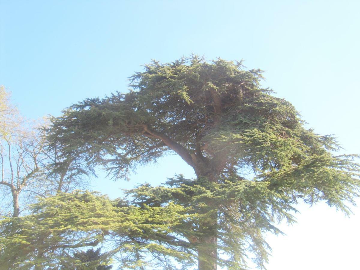 Bed & Breakfast Chateau Les Cedres Bretteville-l'Orgueilleuse Bagian luar foto