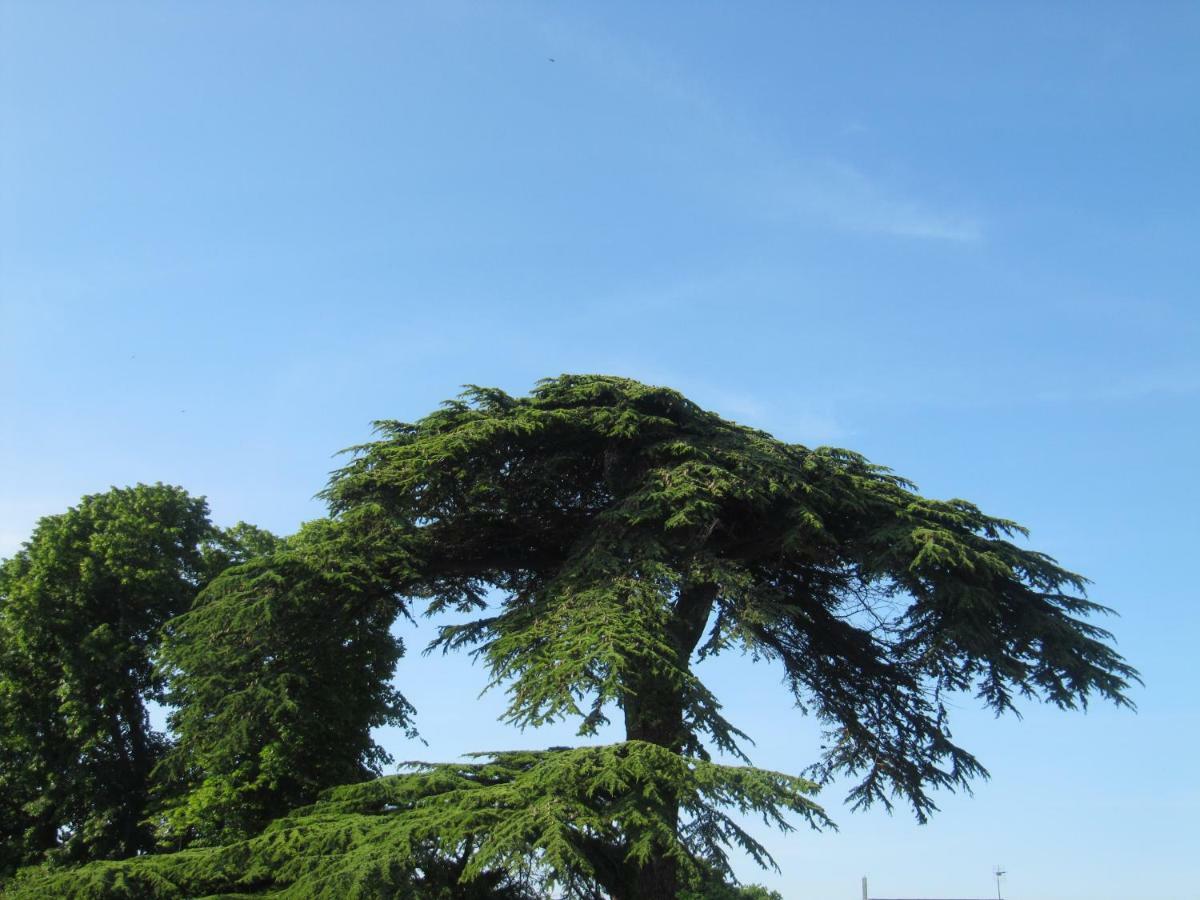 Bed & Breakfast Chateau Les Cedres Bretteville-l'Orgueilleuse Bagian luar foto